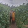 Kapolsek Kelayang: Bhabinkamtibmas Sambangi Petani Kacang Panjang di Desa Teluk Sejuah, Dukung Ketahanan Pangan Nasional