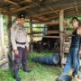 Bhabinkamtibmas Sialang Panjang Sambangi Peternak Sapi, Dukung Asta Cita Ketahanan Pangan