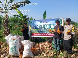 Bhabinkamtibmas Polsek Tembilahan Laksanakan Panen Jagung Bersama Warga Setempat