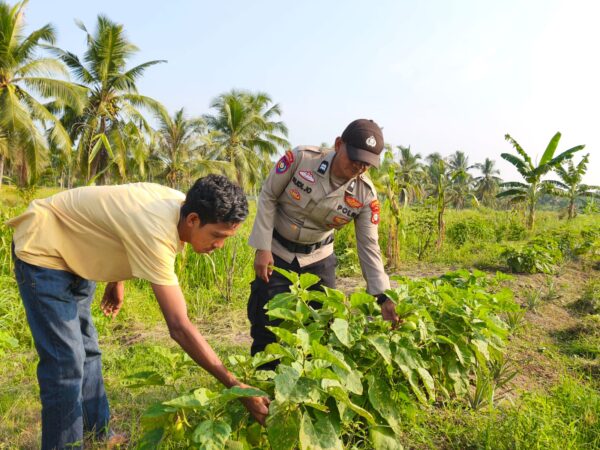 Kanit Binmas Polsek Sungai Batang Aiptu Rudi Juhandis Edukasi Petani Terong di Kelurahan Benteng
