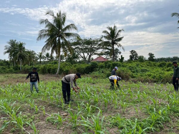 Sokong Program Asta Cita, Polsek Tembilahan Hulu Pantau Kebun Jagung di Pulau Palas