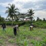 Sokong Program Asta Cita, Polsek Tembilahan Hulu Pantau Kebun Jagung di Pulau Palas