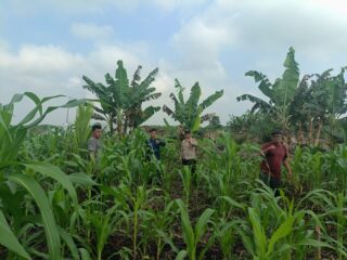 Aiptu Rudi J Kanit Binmas Polsek Sungai Batang Cek Perkembangan Tanaman Jagung di Kelurahan Benteng