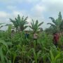 Aiptu Rudi J Kanit Binmas Polsek Sungai Batang Cek Perkembangan Tanaman Jagung di Kelurahan Benteng