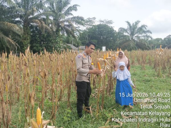 Ketahanan Pangan Dan Swasembada Jagung Pipil, Ini yang Dilakukan Polres Inhu