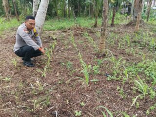 Dukung Ketahanan Pangan, Bhabinkamtibmas Pekan Arba Ajak Warga Sulap Lahan Kosong Jadi Produktif