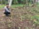 Dukung Ketahanan Pangan, Bhabinkamtibmas Pekan Arba Ajak Warga Sulap Lahan Kosong Jadi Produktif