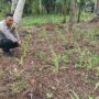 Dukung Ketahanan Pangan, Bhabinkamtibmas Pekan Arba Ajak Warga Sulap Lahan Kosong Jadi Produktif
