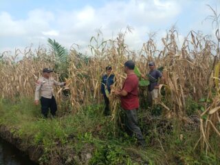 Polsek Sungai Batang Bersama Kelompok Tani Panen Jagung Kuartal II, Dukung Swasembada Pangan 2026