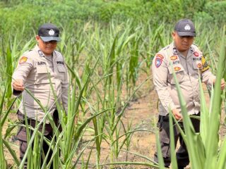 Polsek Lirik Cek Pertumbuhan Jagung Pipil Kuartal II, Program Ketahanan Pangan di Lahan PT Pertamina EP Berjalan Optimal