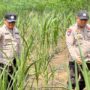 Polsek Lirik Cek Pertumbuhan Jagung Pipil Kuartal II, Program Ketahanan Pangan di Lahan PT Pertamina EP Berjalan Optimal