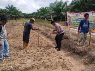 Polres Inhu Hadir di Tengah Petani melalui Pengecekan Jagung Pipil, Wujud Polisi Cinta Petani