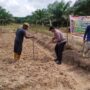 Polres Inhu Hadir di Tengah Petani melalui Pengecekan Jagung Pipil, Wujud Polisi Cinta Petani