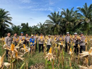 Swasembada Pangan Dengan Jagung Pipil, Polres Inhu Laksanakan Panen