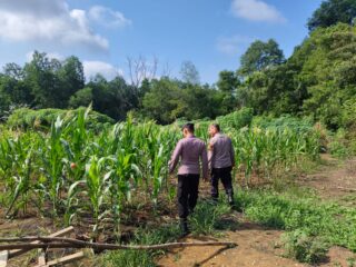 Sinergi Polri Petani Kuat, Kapolsek Lirik Turun Langsung Cek Jagung Pipil Kuartal II