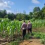 Sinergi Polri Petani Kuat, Kapolsek Lirik Turun Langsung Cek Jagung Pipil Kuartal II