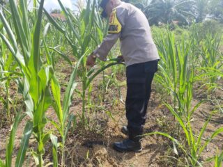 Ketahanan Pangan Desa Lirik Area Terus Dipacu, Kapolsek Lirik Pantau Jagung Pipil Usia 51 Hari,