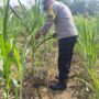 Ketahanan Pangan Desa Lirik Area Terus Dipacu, Kapolsek Lirik Pantau Jagung Pipil Usia 51 Hari,
