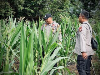 Polsek Lirik Pantau Jagung Pipil Kuartal II, Pertumbuhan Baik Meski Cuaca Panas