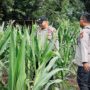 Polsek Lirik Pantau Jagung Pipil Kuartal II, Pertumbuhan Baik Meski Cuaca Panas