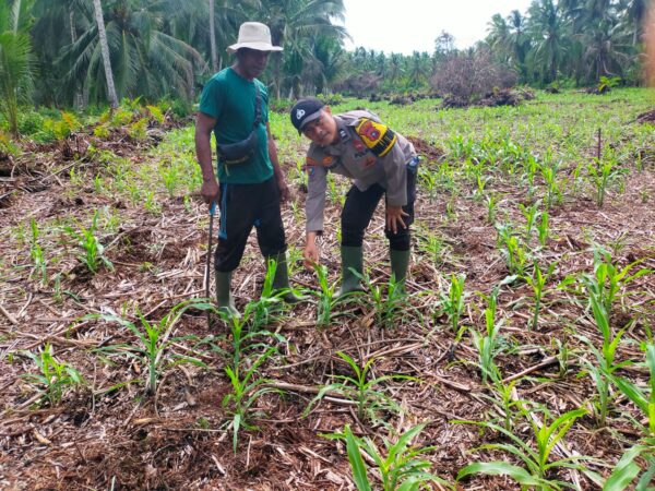 Dukung Asta Cita Ketahanan Pangan, Polsek Kuindra Tinjau Lahan Jagung Hibrida di Tanjung Lajau