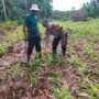 Dukung Asta Cita Ketahanan Pangan, Polsek Kuindra Tinjau Lahan Jagung Hibrida di Tanjung Lajau