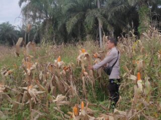 Dukung Asta Cita, Polsek Sabak Auh Pantau Kesiapan Panen Jagung Ketahanan Pangan di Siak