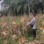 Dukung Asta Cita, Polsek Sabak Auh Pantau Kesiapan Panen Jagung Ketahanan Pangan di Siak