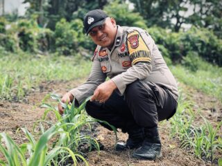 Polsek Lirik Pantau Lahan Jagung Pipil Usia 21 Hari, Kawal Ketahanan Pangan di Desa Lirik Area