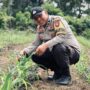 Polsek Lirik Pantau Lahan Jagung Pipil Usia 21 Hari, Kawal Ketahanan Pangan di Desa Lirik Area