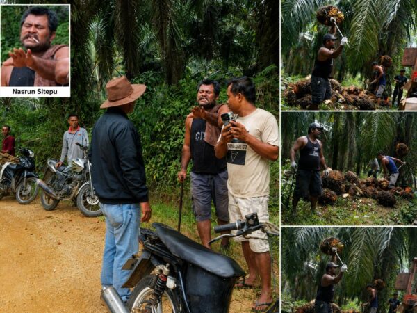Penjarahan TBS di Kebun Agrinas Palma Nusantara Oleh Gerombolan Nasrun Sitepu Masih Berlanjut 
