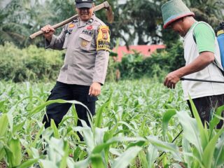 Polsek Lirik Laksanakan Pengecekan Pertumbuhan Jagung Pipil Binaan di Desa Lirik Area