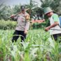 Polsek Lirik Laksanakan Pengecekan Pertumbuhan Jagung Pipil Binaan di Desa Lirik Area