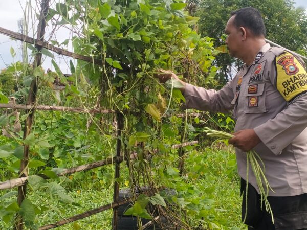 Bhabinkamtibmas Polsek Kuindra Pantau Progres Tanaman Kacang Panjang di Desa Sungai Buluh