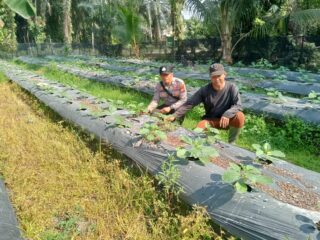 Bhabinkamtibmas Polsek Batang Cenaku Sambangi dan Motivasi Petani di Desa Aur Cina
