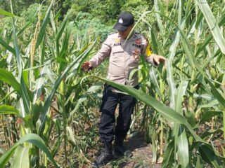 Dukung Ketahanan Pangan, Polsek Lirik Cek Pertumbuhan Jagung Pipil Binaan di Desa Lirik Area