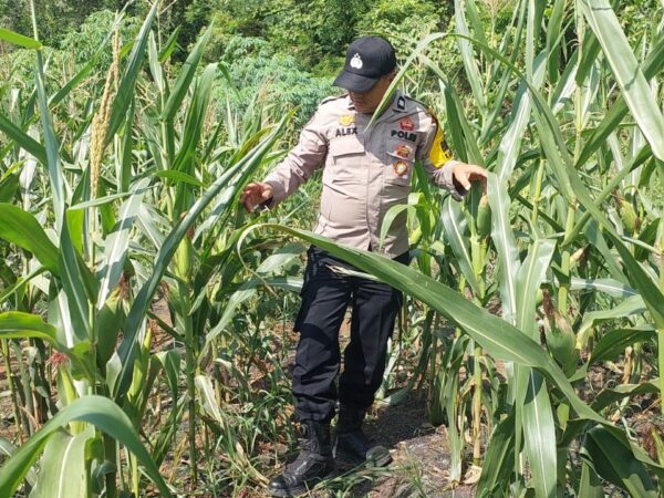 Dukung Ketahanan Pangan, Polsek Lirik Cek Pertumbuhan Jagung Pipil Binaan di Desa Lirik Area