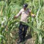Dukung Ketahanan Pangan, Polsek Lirik Cek Pertumbuhan Jagung Pipil Binaan di Desa Lirik Area