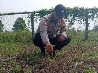 Bhabinkamtibmas Polsek Kuindra Pantau Progres Tanaman Jagung di Desa Tanjung Melayu
