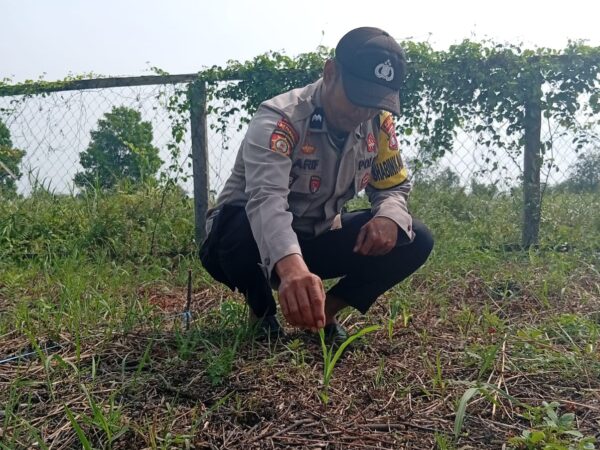 Bhabinkamtibmas Polsek Kuindra Pantau Progres Tanaman Jagung di Desa Tanjung Melayu