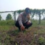 Bhabinkamtibmas Polsek Kuindra Pantau Progres Tanaman Jagung di Desa Tanjung Melayu