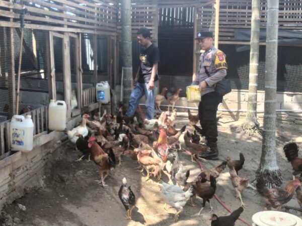 Swasembada Pangan, Polres Inhu Cek Tanaman dan Ayam Petelur Warga