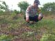 Polsek Kuindra Pantau Progres Perkebunan Jagung Program Ketahanan Pangan di Desa Tanjung Melayu