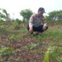 Polsek Kuindra Pantau Progres Perkebunan Jagung Program Ketahanan Pangan di Desa Tanjung Melayu