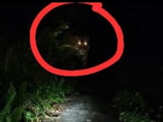 Teror Kemunculan Harimau, Kondisi Desa Danai Inhil Mendadak Mencekam, Sekolah di Liburkan.