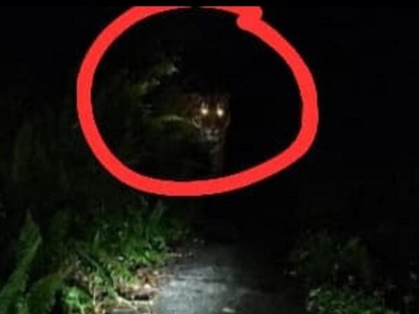 Teror Kemunculan Harimau, Kondisi Desa Danai Inhil Mendadak Mencekam, Sekolah di Liburkan.