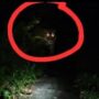 Teror Kemunculan Harimau, Kondisi Desa Danai Inhil Mendadak Mencekam, Sekolah di Liburkan.