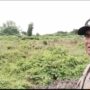 Polsek Kuindra Pantau Perkembangan Tanaman Jagung Program Ketahanan Pangan di Sapat