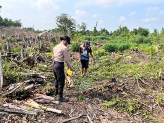 dukung Program Asta Cita Ketahanan Pangan, Personel Polsek Kuindra Pantau Pertumbuhan Tanaman Jagung di Kelurahan Sapat