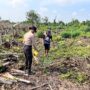 dukung Program Asta Cita Ketahanan Pangan, Personel Polsek Kuindra Pantau Pertumbuhan Tanaman Jagung di Kelurahan Sapat